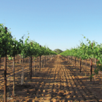 Lawrence Dunham Vineyard