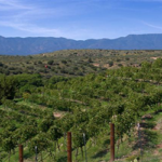 vineyard-generic-450x250