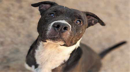 PACC Needs to place 200 dogs in foster or adoptive homes IMMEDIATELY ...