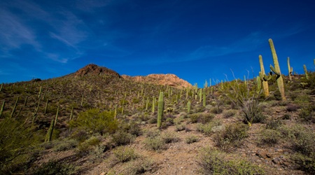 Saguaro National Park