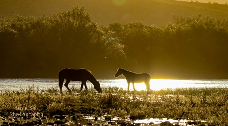 Wild Horses