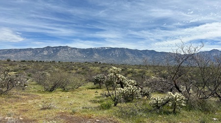 Coronado National Forest