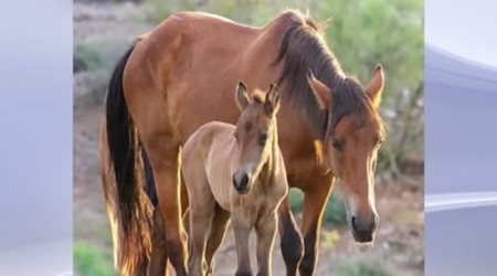 Salt River Foal